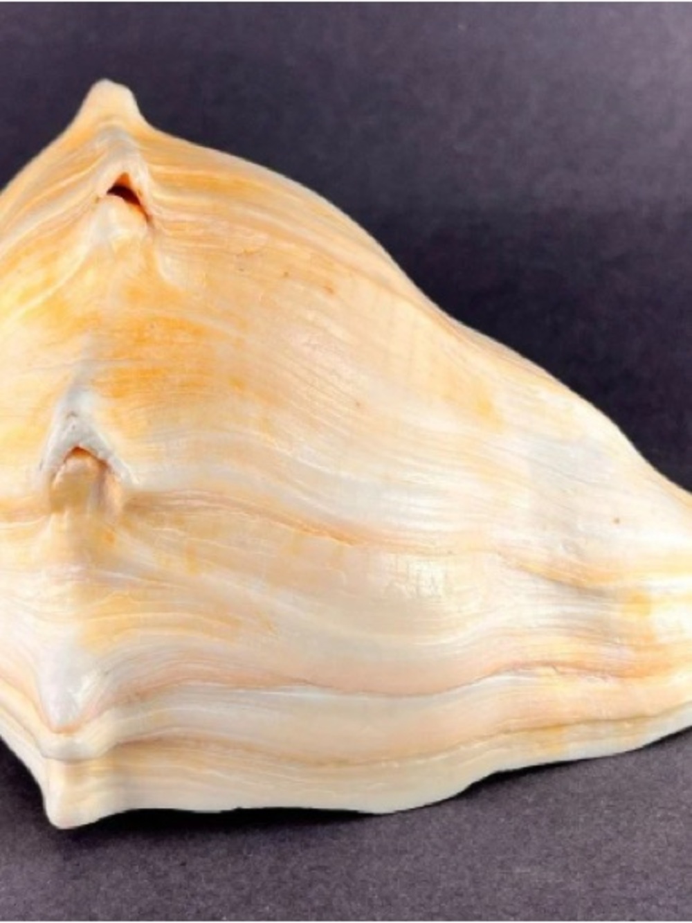Coastal Decorative Shell Accent in Orange and Cream - Home Accents Decor